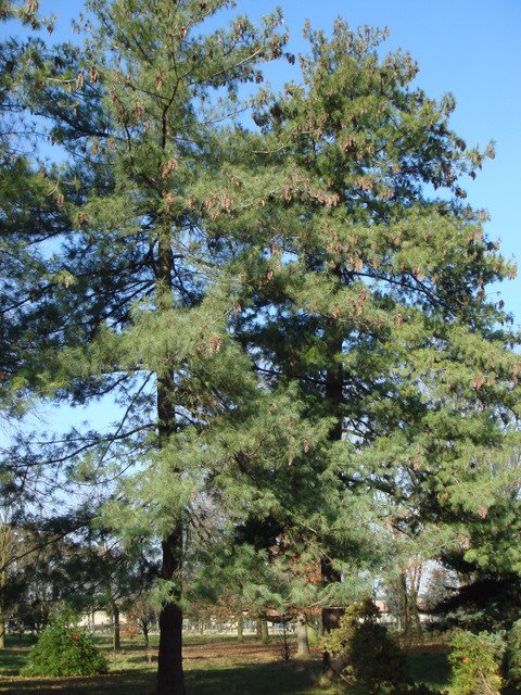 Pinus wallichiana